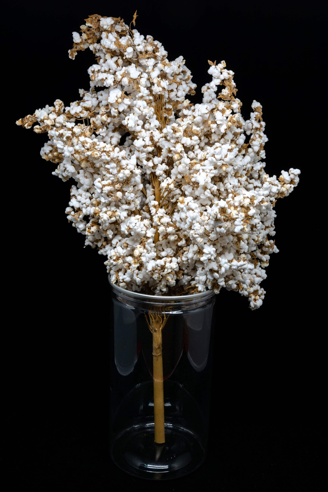 75 WHITE POPPING SORGHUM Bicolor Snack Vegetable Flour Grain Seeds *Combined S/H