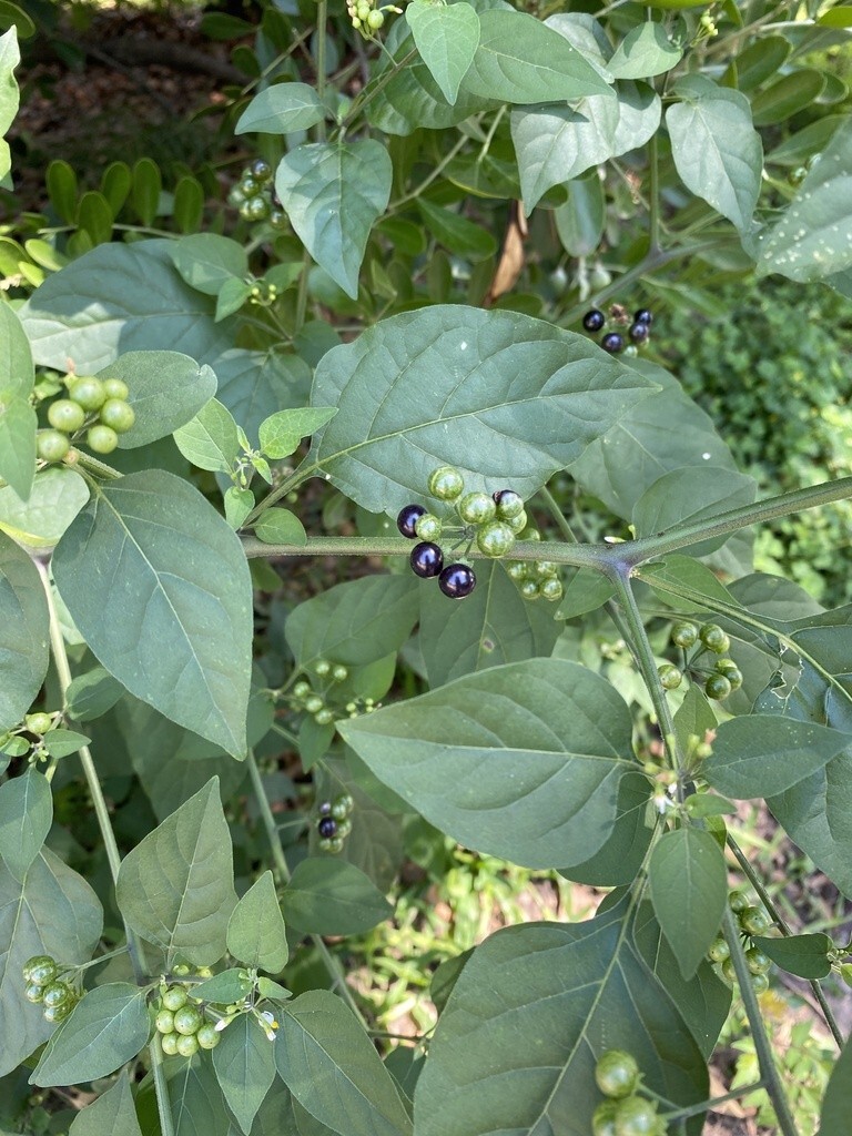 American Black Nightshade Seeds (Solanum americanum )