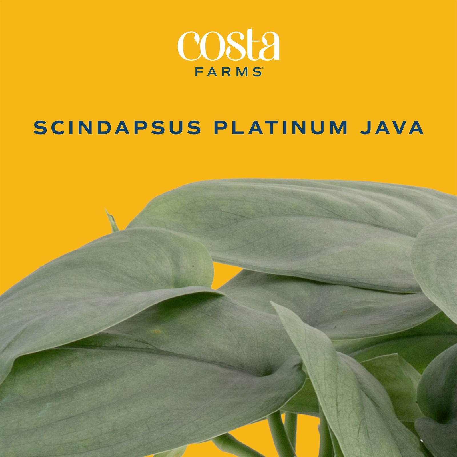 Scindapsus Platinum Java Plant in SelfWatering Pot – Ideal Indoor Decor Gift