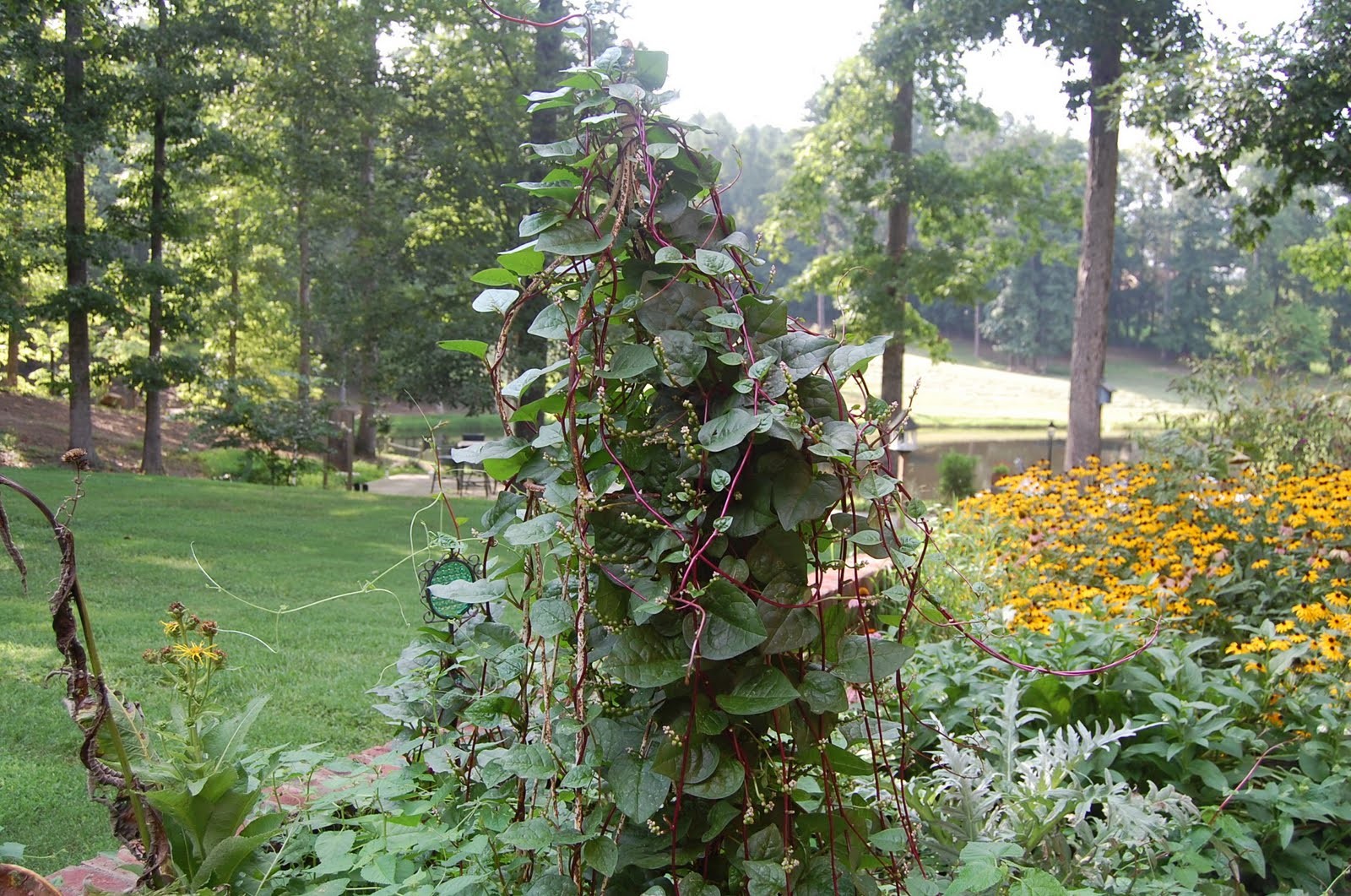 Red Stem Malabar Spinach Seeds | Basella Alba Rubra Ceylon Green Vegetable 2023