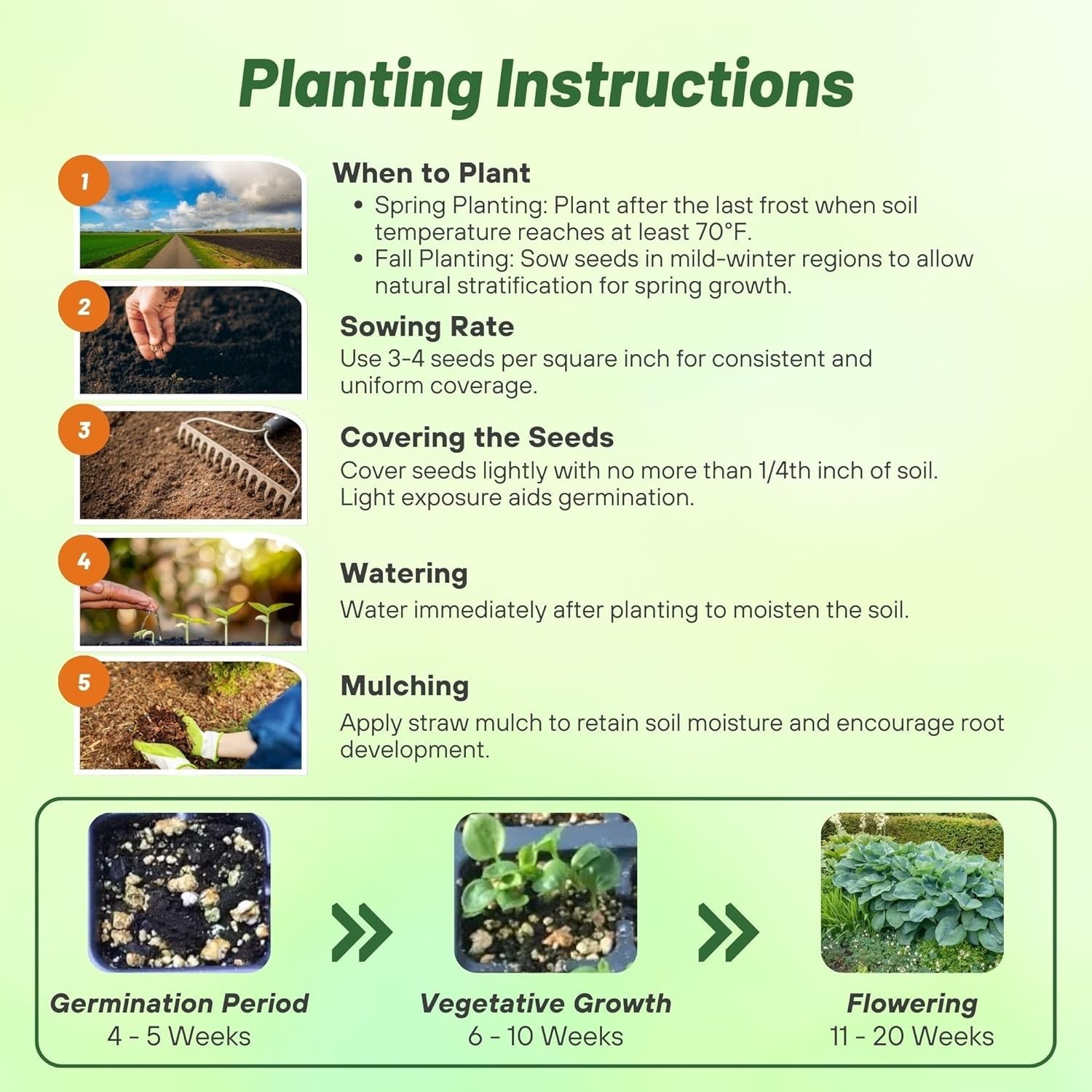 50 Hosta Seeds: Perennial, Low-Maintenance Flowering Plants for Shady Gardens