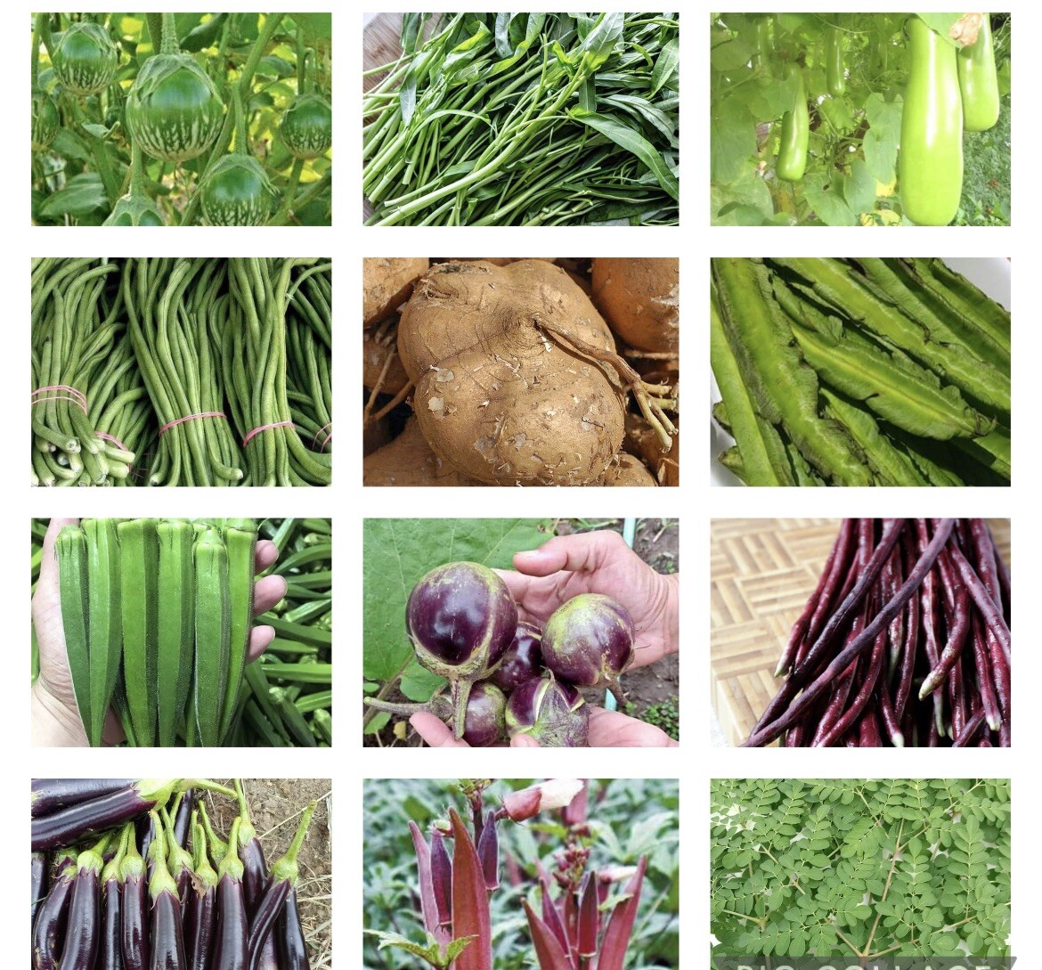 20 Packets Asian Vegetable Seeds for Planting.NON GMO
