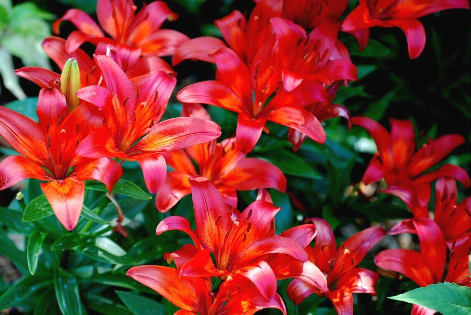 15 MATRIX ASIATIC LILY SEEDS – Lilium Matrix