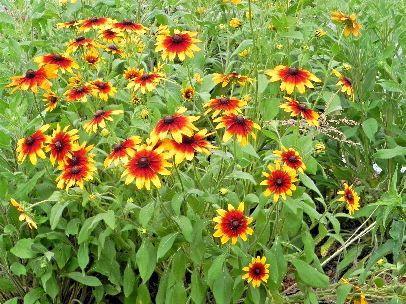 2000+GLORIOSA DAISY Seeds Native Wildflower Deer Proof Flower Garden Container