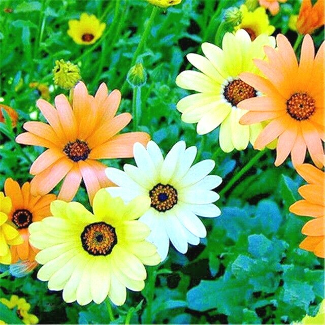 200+AFRICAN DAISY MIX Seeds White Orange Yellow Apricot Drought Tolerant Annual