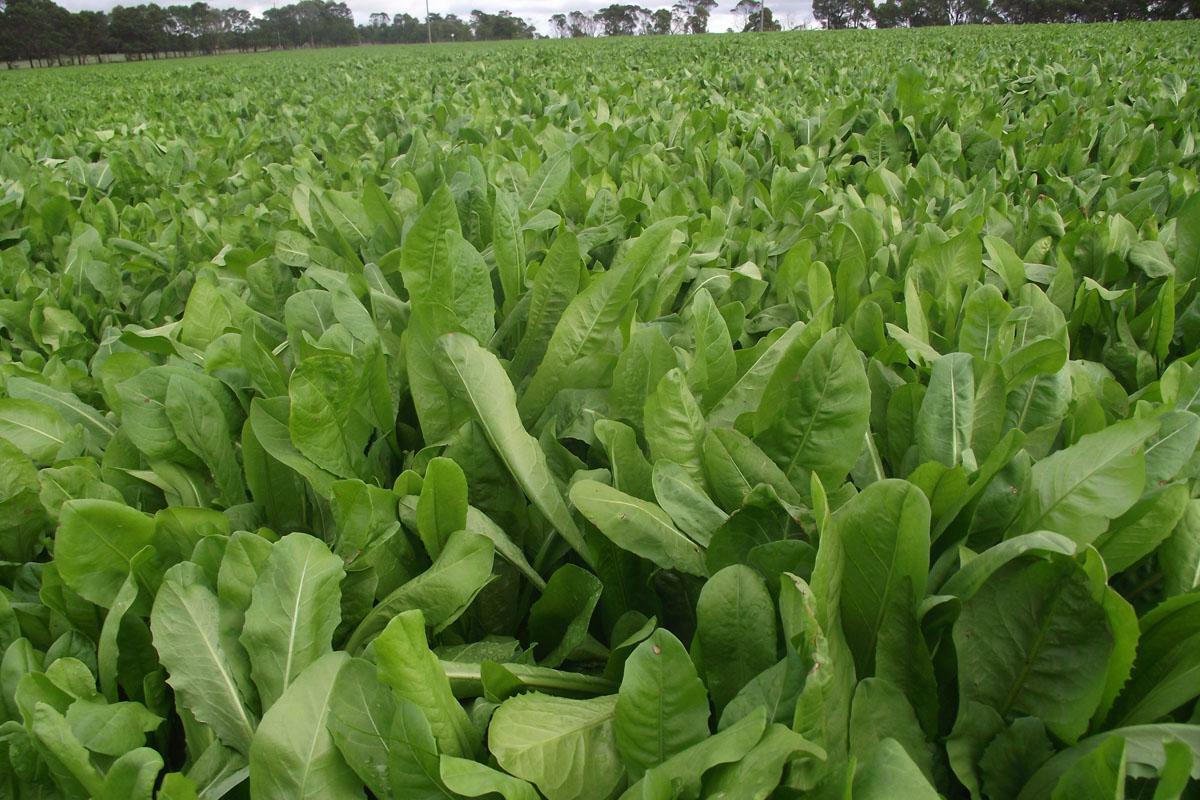 500 BROAD LEAF CHICORY SEEDS FRESH HARVEST FOR GARDENS
