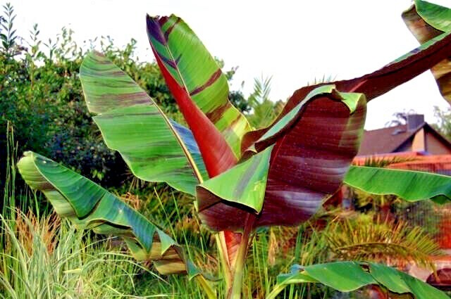 10 Red Tiger Darjeeling Banana Plant Tree Seeds (Musa sikkimensis) Hardy-Zone 5