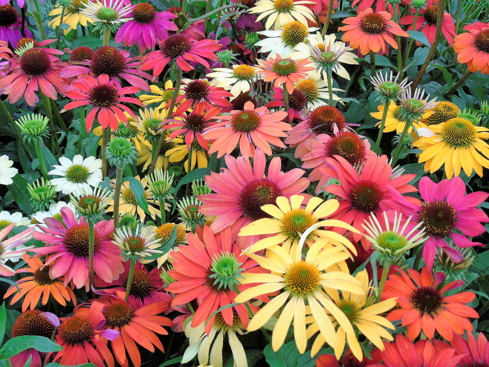 25 CHEYENNE SPIRIT CONEFLOWER Echinacea Orange Red Yellow Purp Pink Flower Seeds