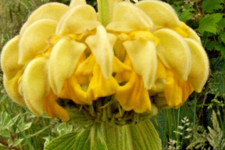 bright yellow phlomis 50 seeds Jerusalem sage, phlomis russeliana