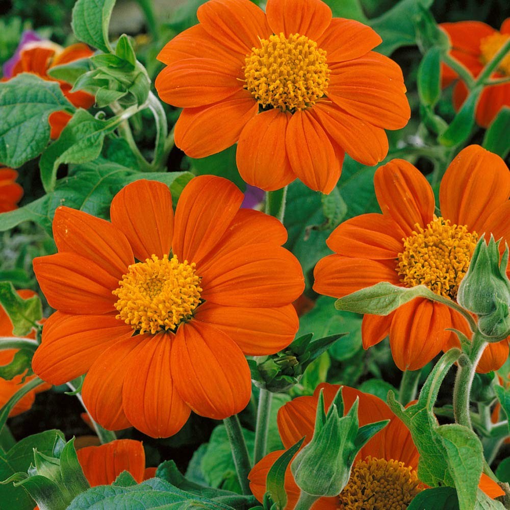 Goldfinger Mexican Sunflower Seeds – 500 Pcs Drought-Tolerant Tithonia Flowers