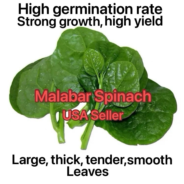 150+Malabar Spinach Alugbati Mong Toi Poi Sang Ceylon Easy Grow Seeds For 2026