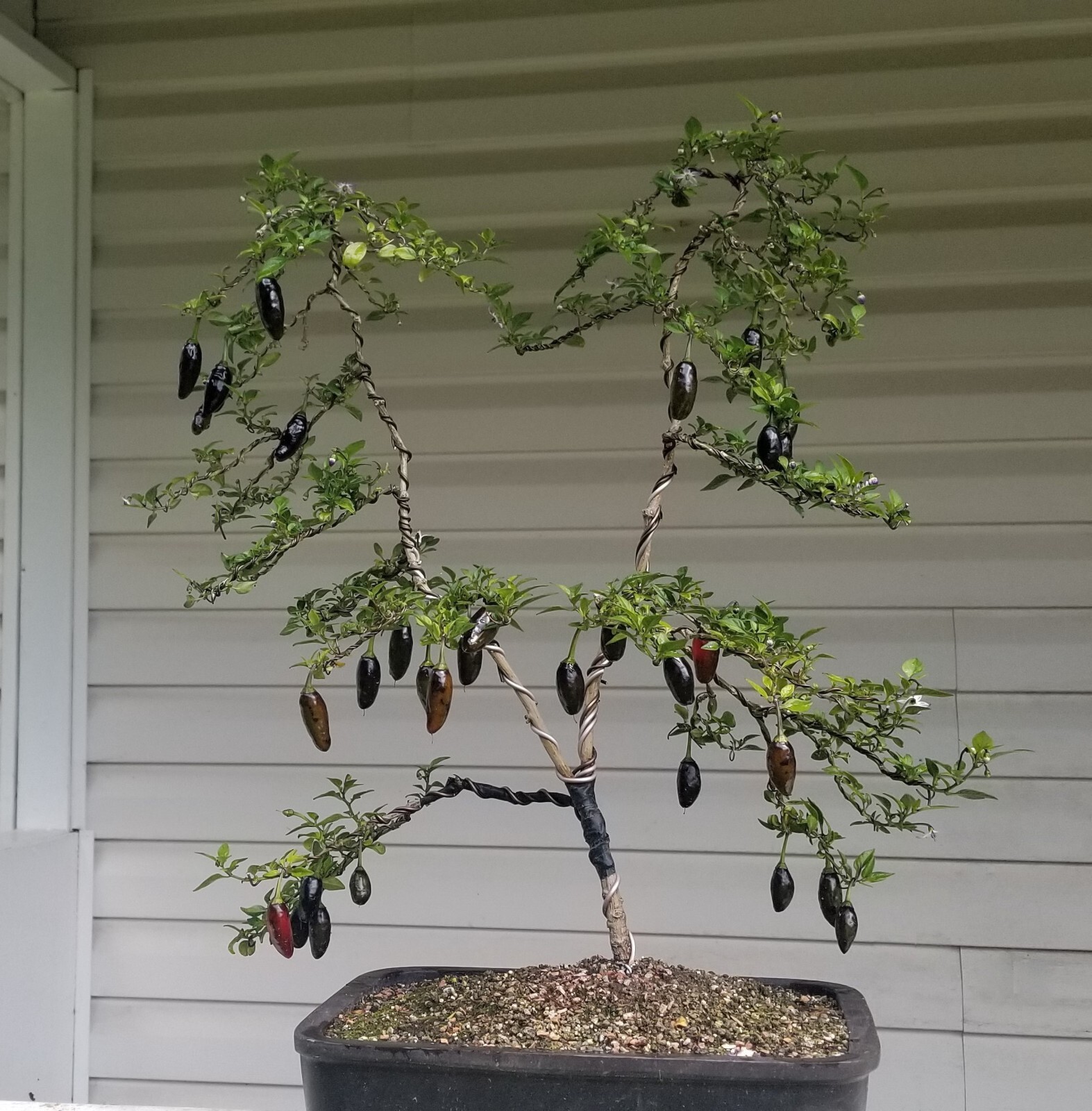 Black Jalapeno 12 Seeds
