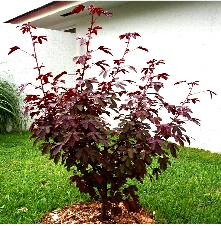 2 Cranberry Maple Leaf Hibiscus PLANTS 红枫叶芙蓉 Bare root dormant EZ Grow Hawaiian