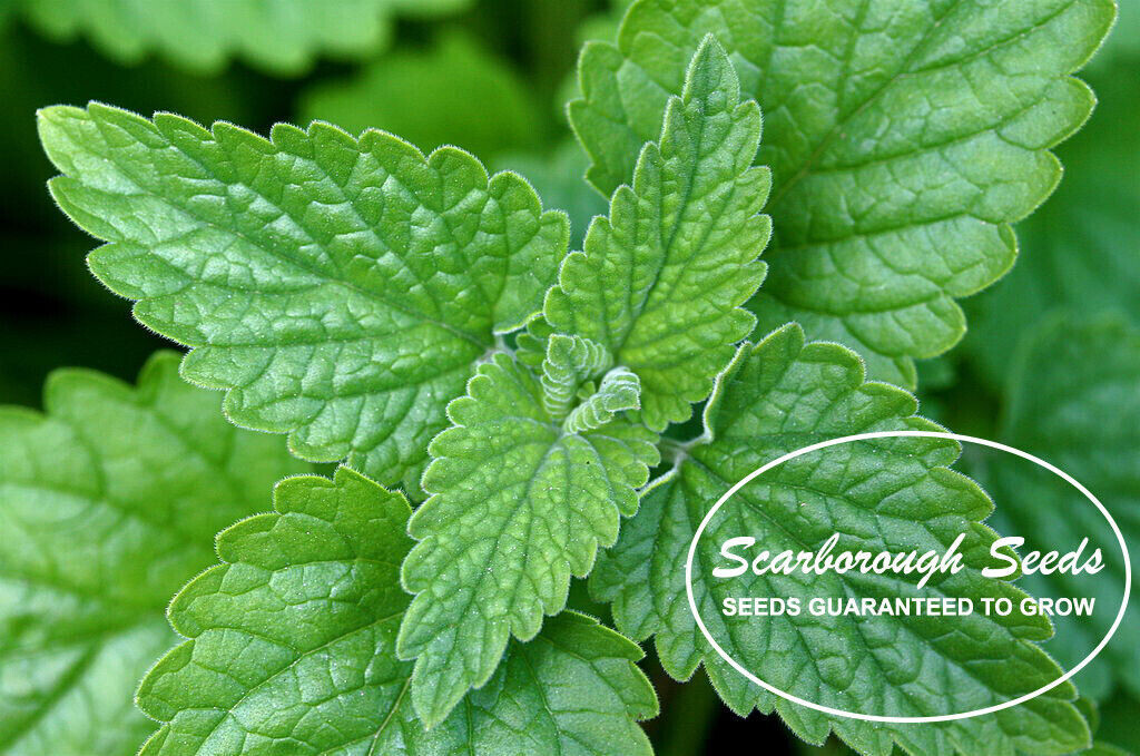 SCARBOROUGH SEEDS Catnip- 500 Seeds – Heirloom NON-GMO Herb