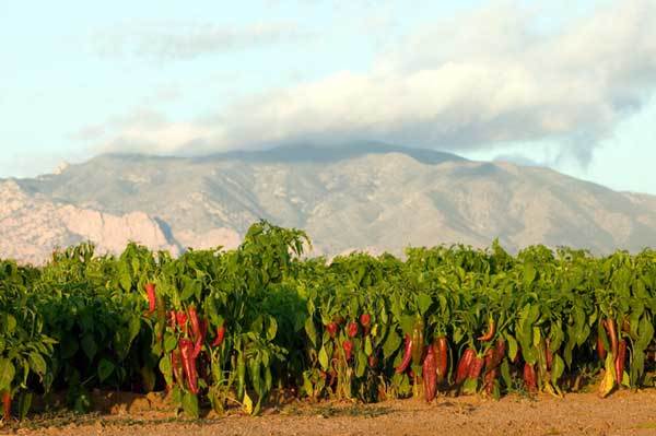 Red Marconi sweet pepper seeds non-gmo Italian heirloom BIG FLAVOR
