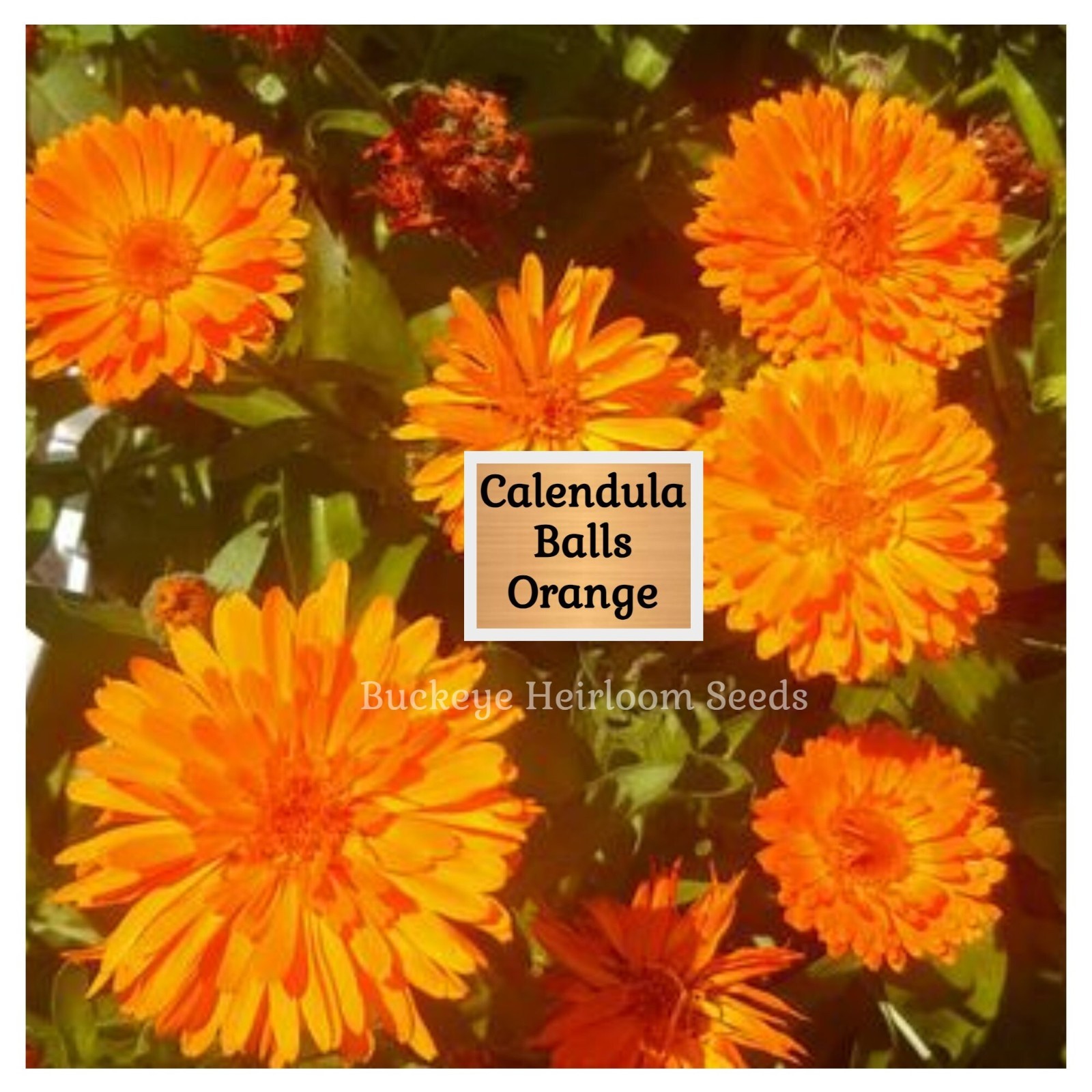 Calendula Flower Seeds – Ball’s Orange – 50 Healing Herb Seeds – Edible