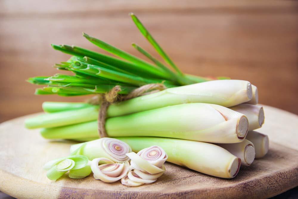 Lemongrass Seeds – 100 Seeds – Popular Essential Oil and Edible – Ships from Iow
