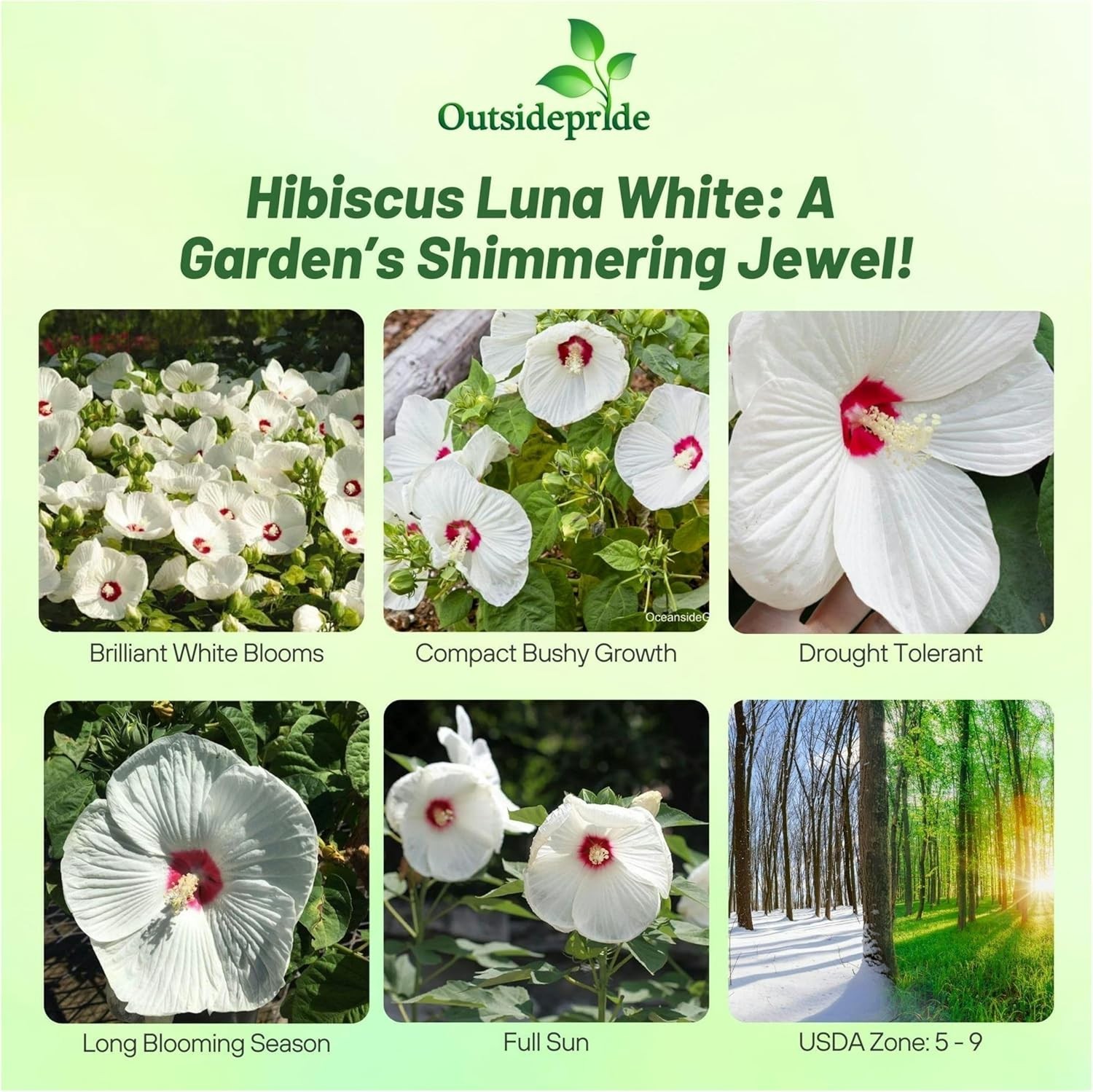 Luna White Hibiscus Seeds – 10 Pcs Perennial Flower Seeds for Planting Pollin…