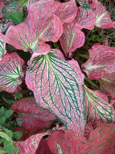 (5) “Red Flash Caladiums” Large Bulbs for Spectacular Blooms