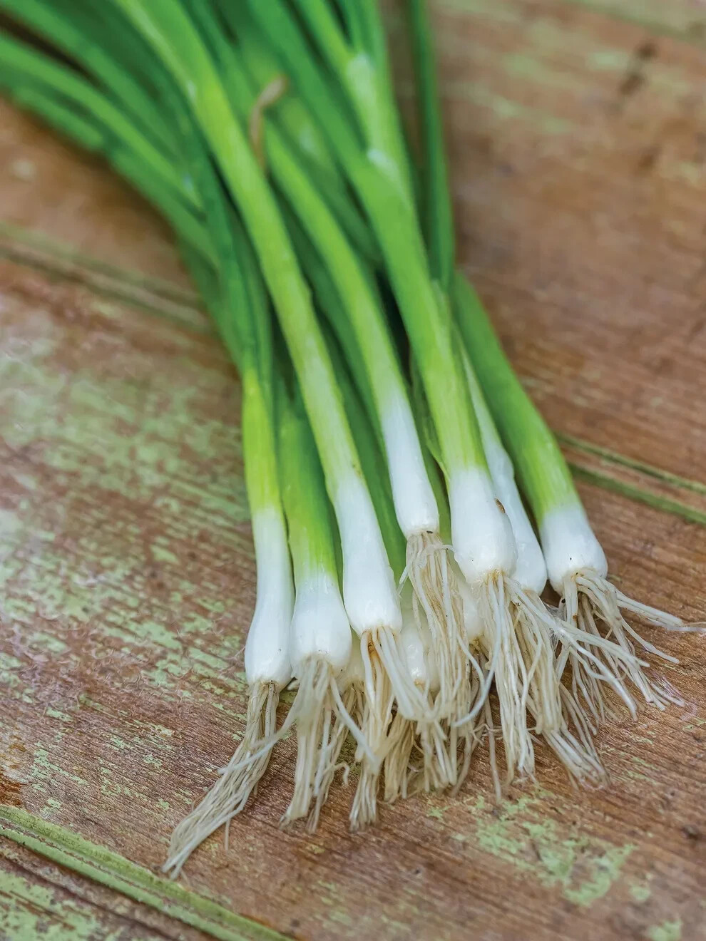 150+ seeds, Bunching Onion- Evergreen Long White, Open pollinated, Heirloom