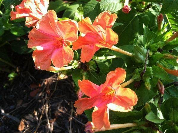 Mirabilis jalapa | Salmon Four O’clock | 5 Seeds