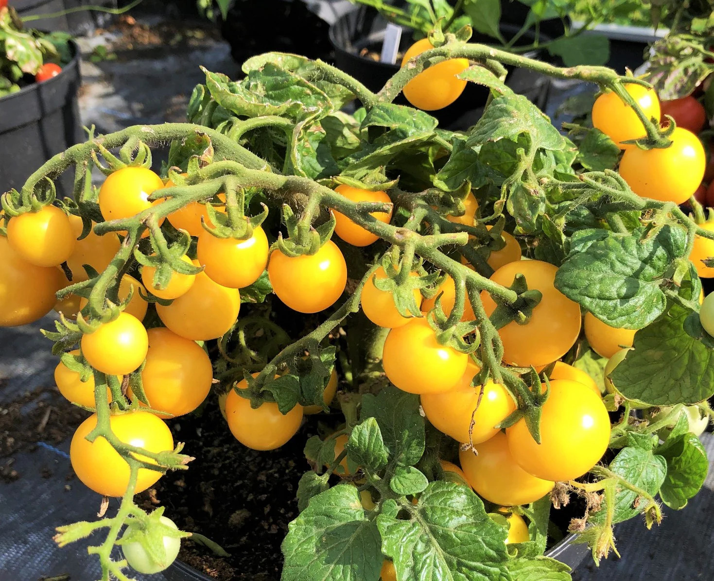 Patio Choice F1 Yellow Tomato (Dwarf) Seeds – For 2026 Planting AAS Winner