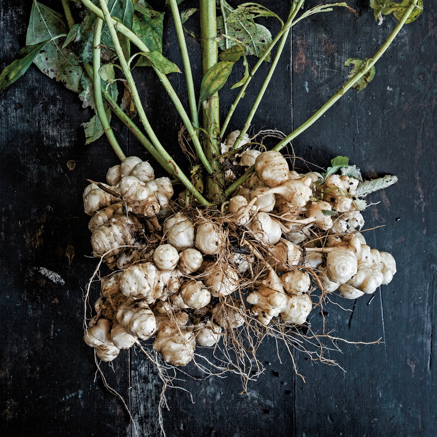 25 Jerusalem Artichoke Sunchoke Tubers For Planting or Eating by Greenhouse PCA