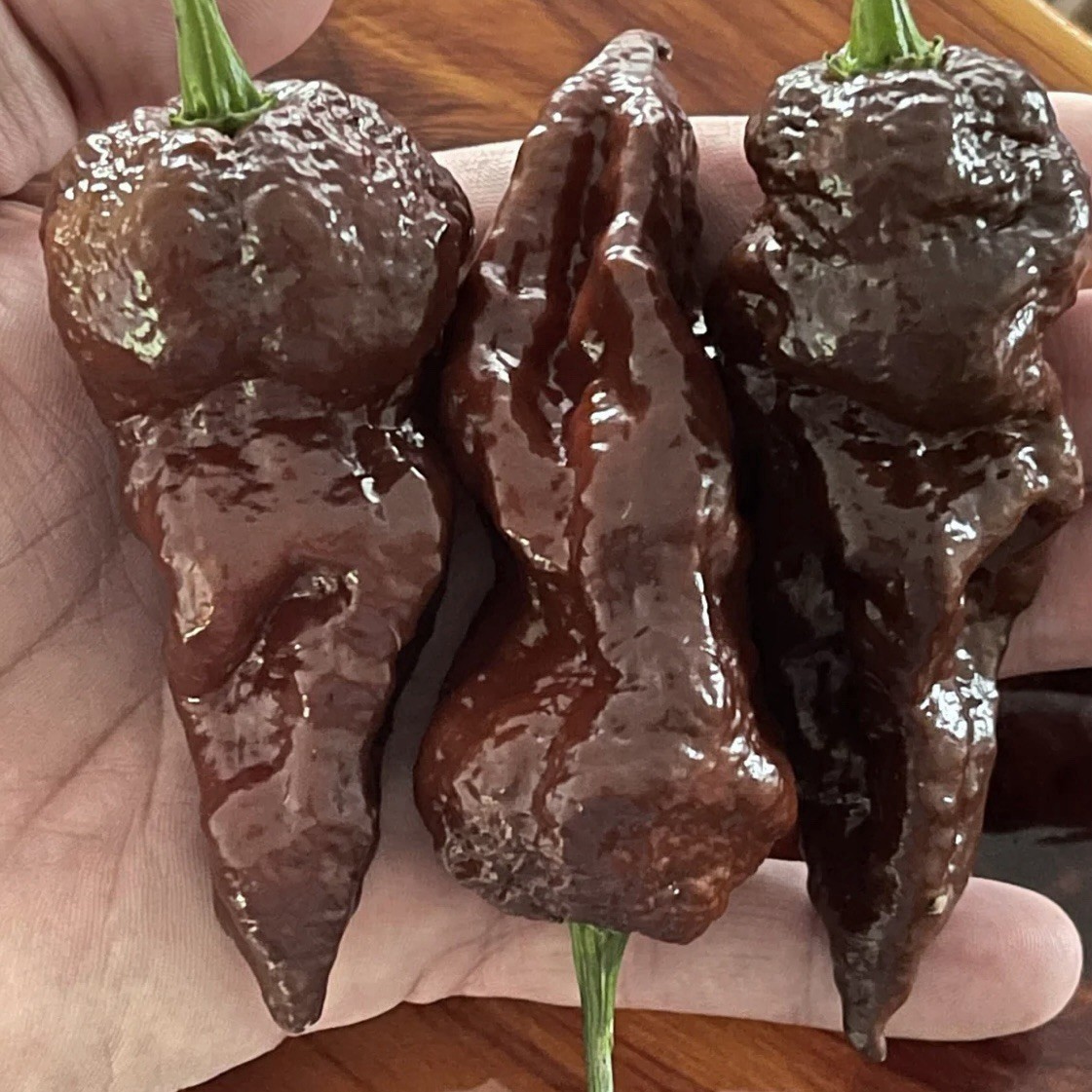 Rare!! 5 Chocolate Ghost Pepper Plants!! Rooted and Healthy!! Ready To Ship!!