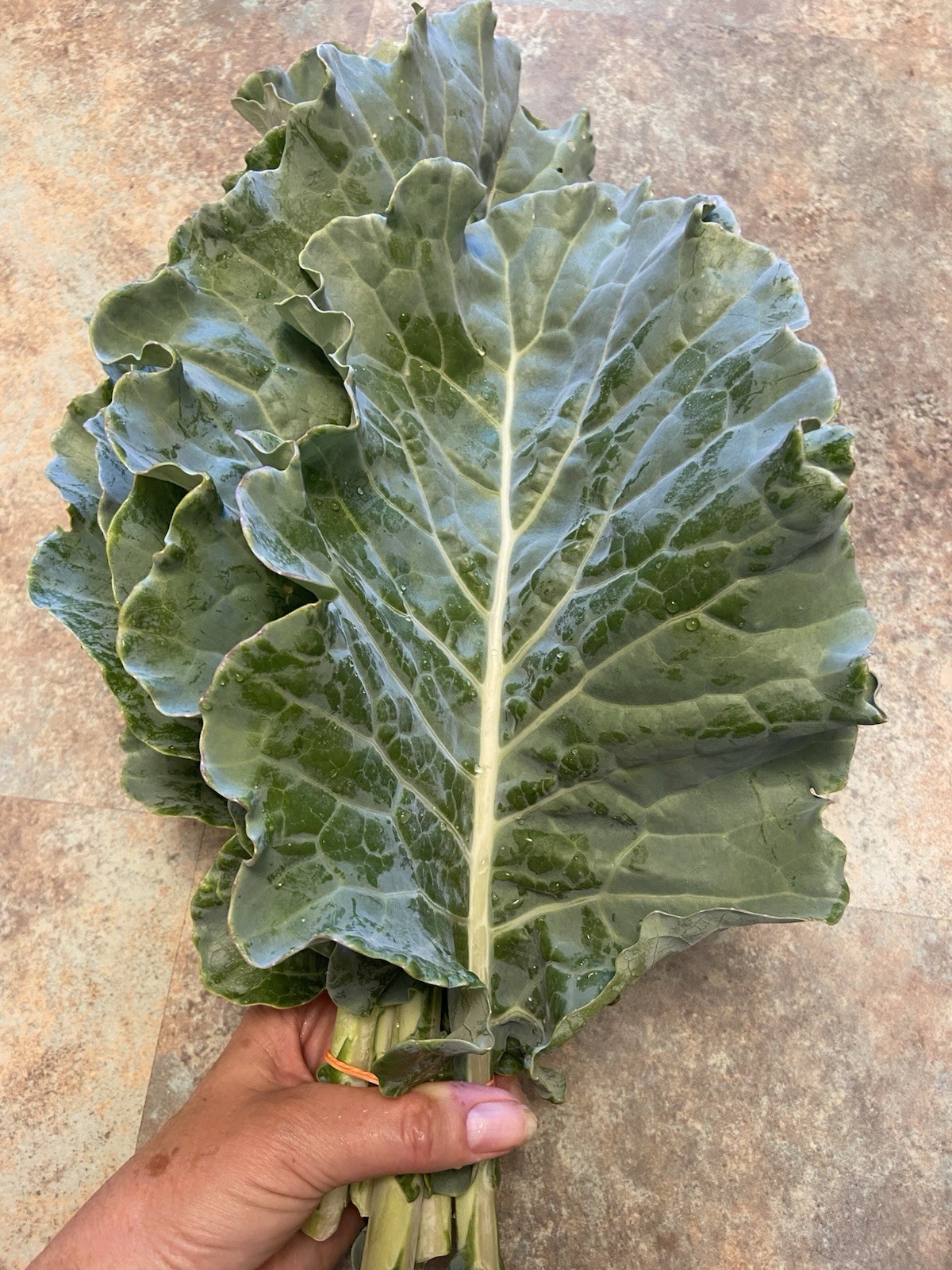 TREE COLLARD SEEDS – 100+ seeds – California variety “MONTARA” – 7 feet tall