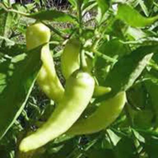 PEPPER SEED, SWEET BANANA, HEIRLOOM, NON GMO, 100 SEEDS, PEPPER SEEDS