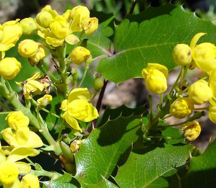 Oregon Holly Grape, Mahonia aquifolium, Shrub Seeds (Edible, Hardy, Showy)