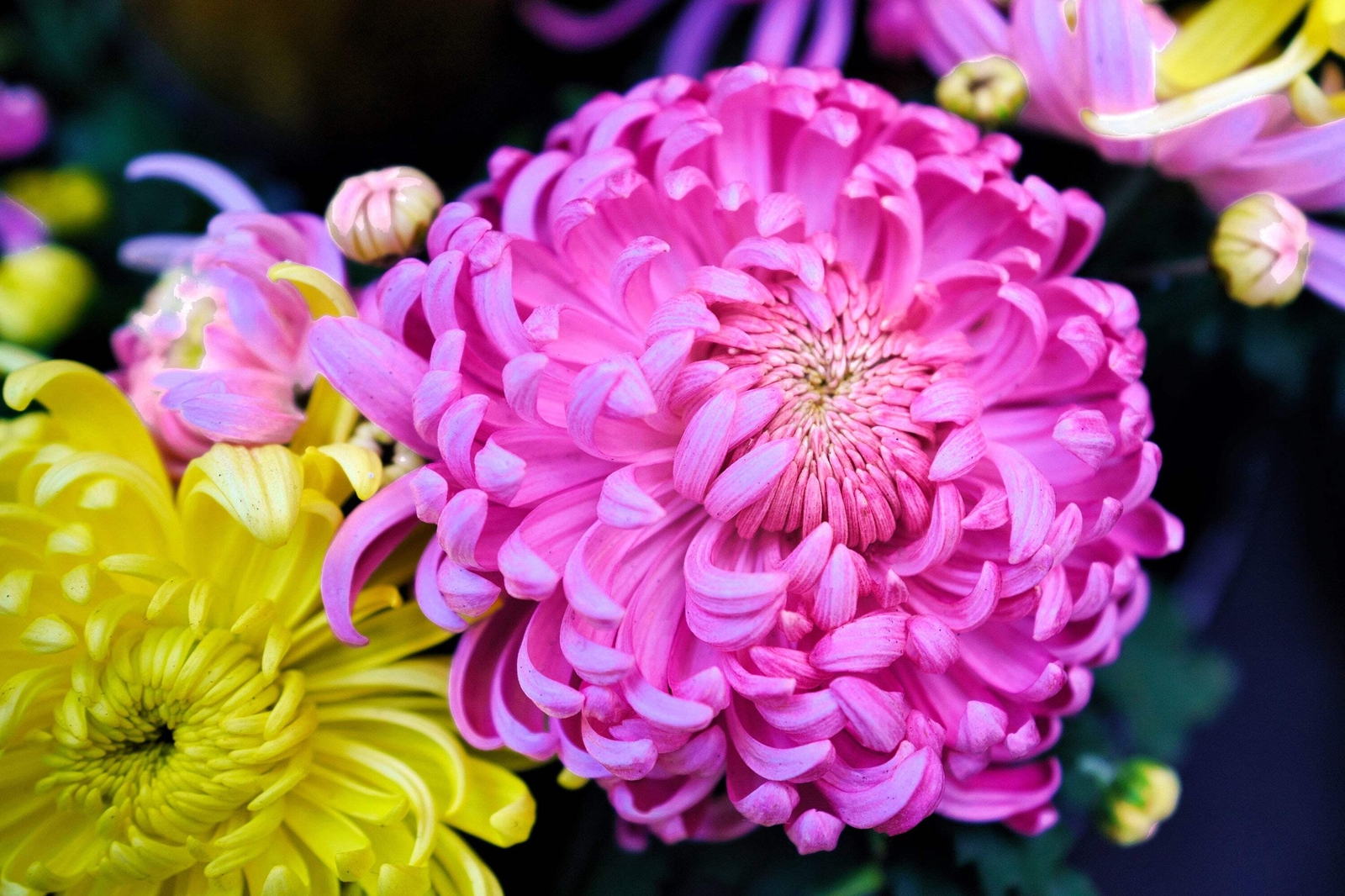 30 DUCHESS PINK PAEONY ASTER French Peony Callistephus Flower Seeds *Comb S/H