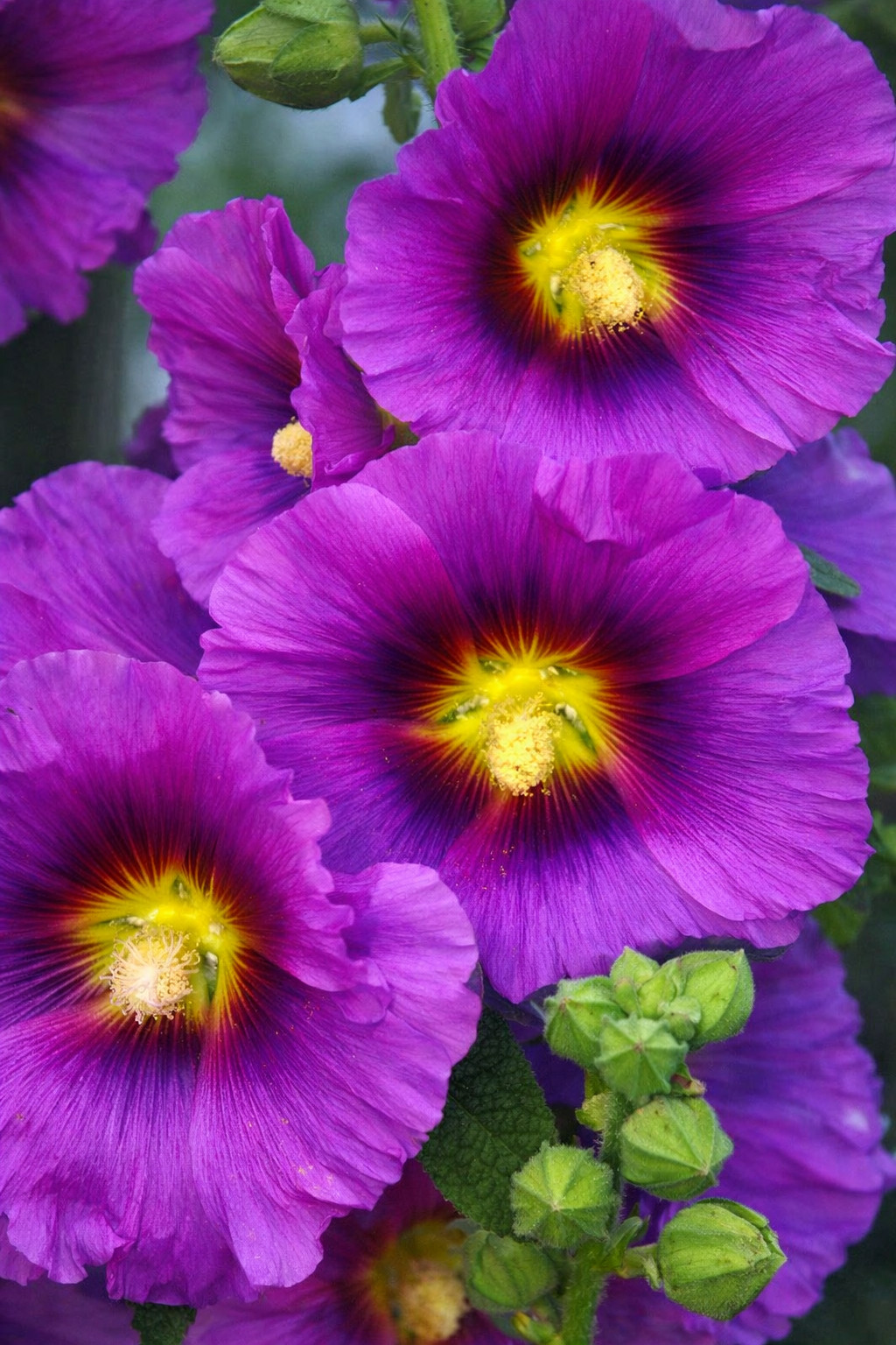 25 Yellow Purple Hollyhock Seeds Perennial Flower Seed Flowers US SELLER