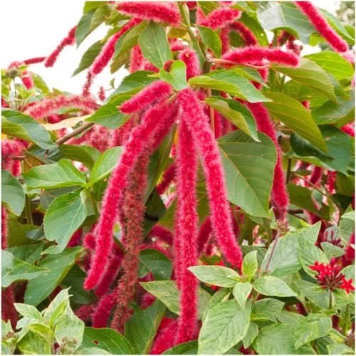 Love Lies Bleeding Seeds For Planting (Amaranthus caudatus)