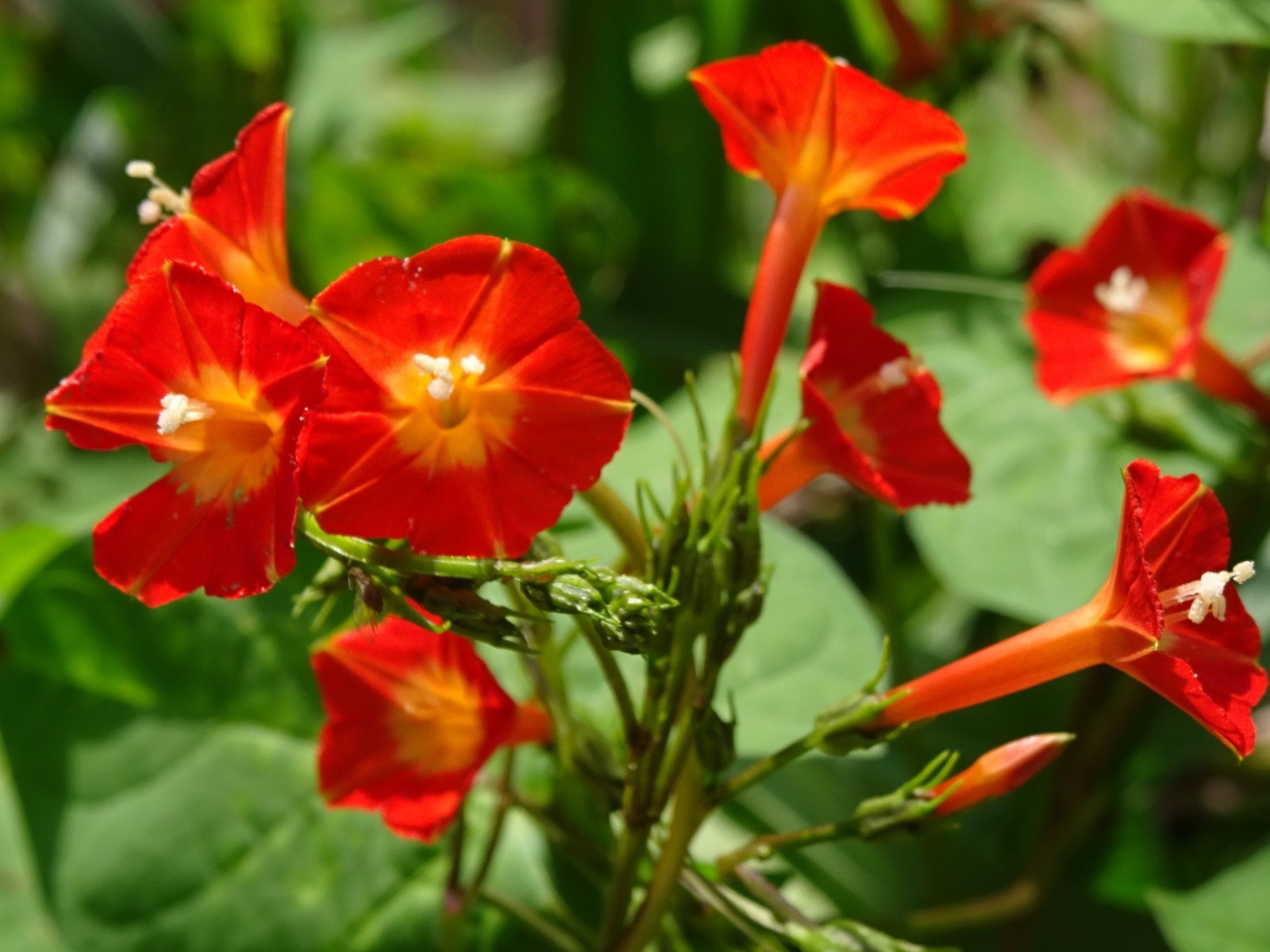 Native Morning Glory Ipomoea Coccinea ORANGE NOAH Hummingbird Vine Seeds 2023