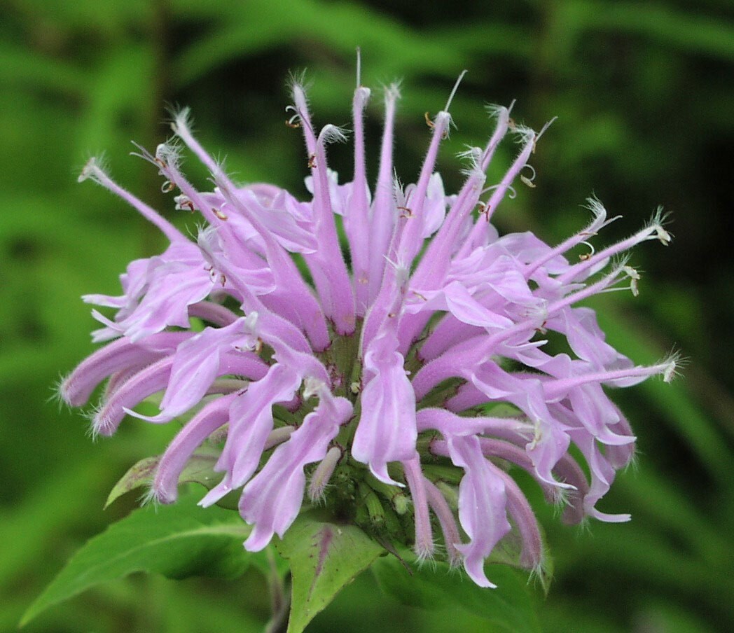 Monarda fistulosa | Wild Bergamot | 50_Seeds
