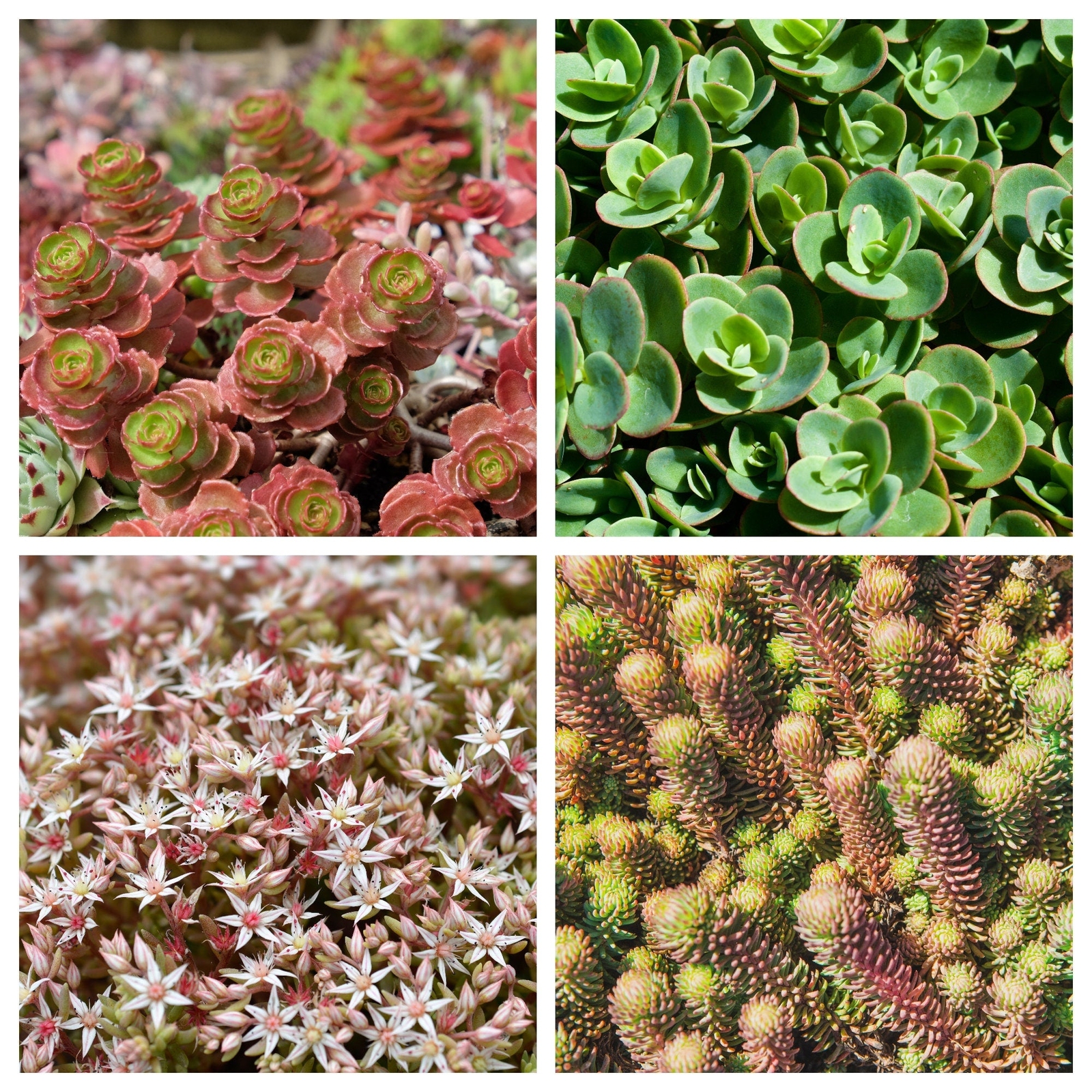 150 MIXED SEDUM Stonecrop Succulent Groundcover Red Pink Purple + Flower Seeds