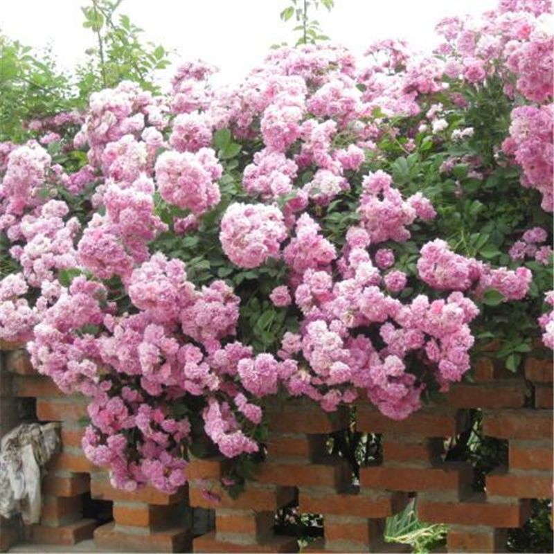 25 CLIMBING ROSE SEEDS Garden Plant Flower rare exotic USA seller FREE shipping