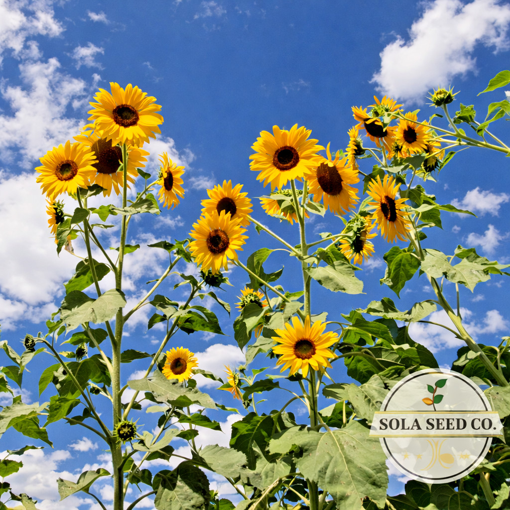 Landscaper’s Sunflower Seed Mix, 500 seeds, Native & Ornamental Sunflowers