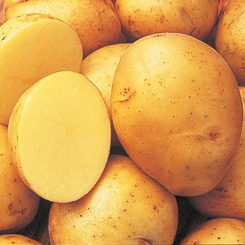 Potato Lover’s Mix – 2-4 lb pounds – Non-GMO Tuber Seeds Potatoes for Spring