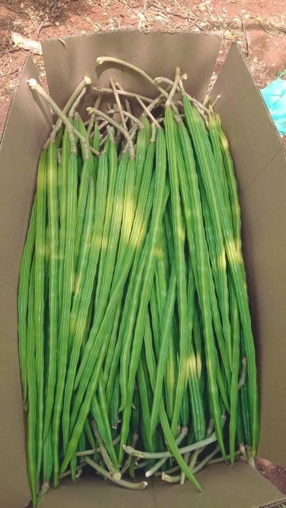100 Moringa Seeds for Planting | Premium Germination | Malunggay Seeds, PKM1