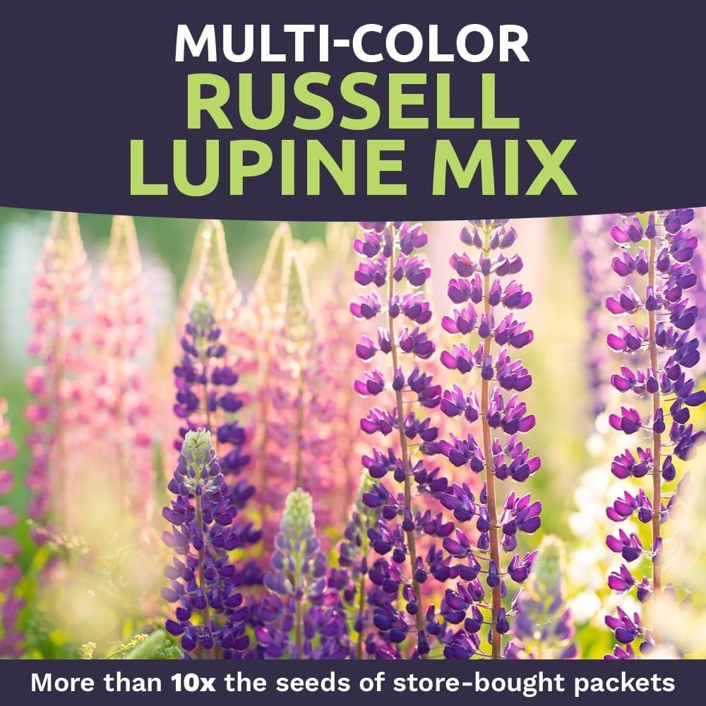 Russell Lupine Seeds – Extra Large Packet – Over 1,300 Open Pollinated Non-GM…