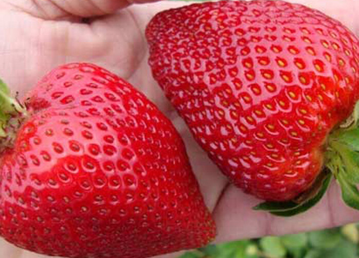 Strawberry “Gigantella Maxim” 100+ seeds for propagation