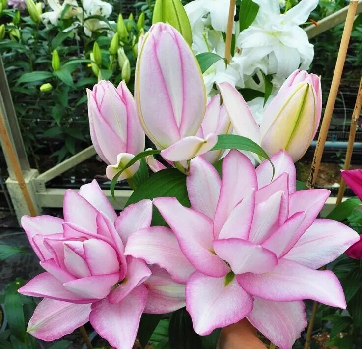 Lily Flower Bulbs 4 Rose Lilys Mixed Flowers Roselily Butterfly Garden Plants