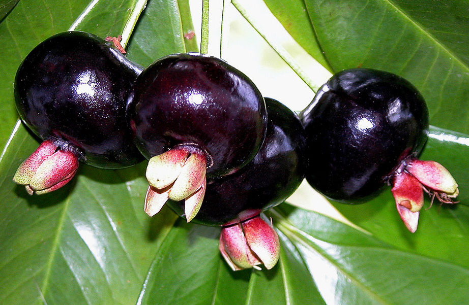 ~GRUMICHAMA~ Eugenia braziliensis FRUIT TREE Brazilian Cherry sml starter Plant