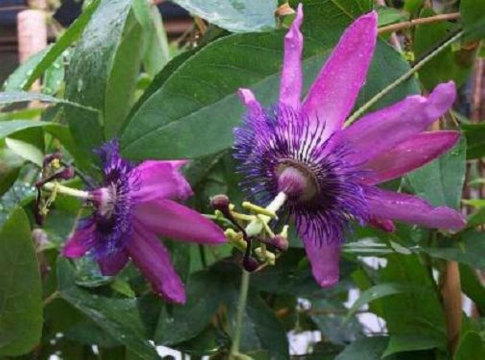 Passiflora “Amethyst” Passion flower vine, 10-16 inches long