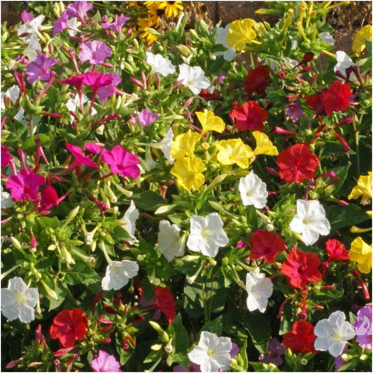 Four O’ Clock Seeds Mixed Colors Annual Multicolored Blooms 300+ Heirloom Seeds