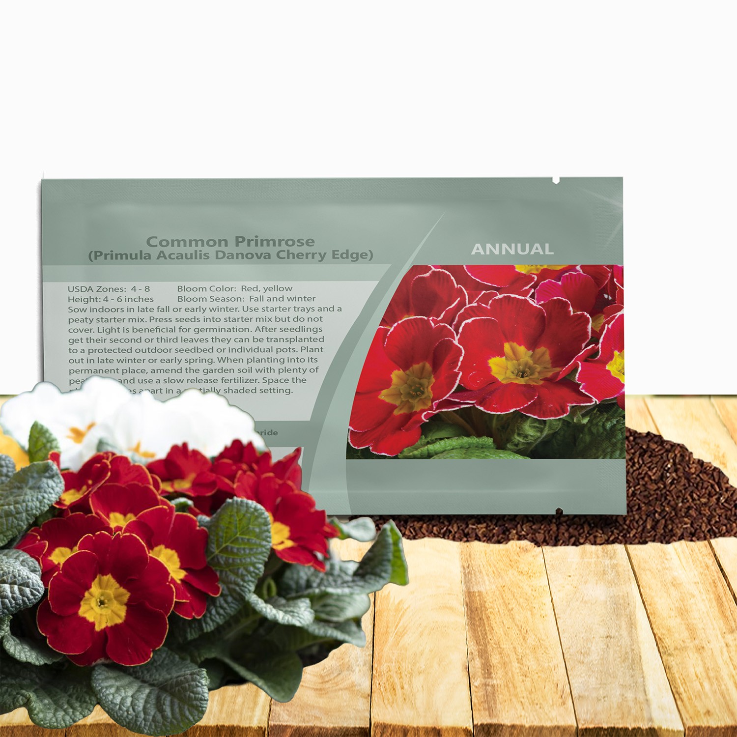 50 Seeds Annual Common Primrose Cherry Edge Garden Plant Flower Seeds