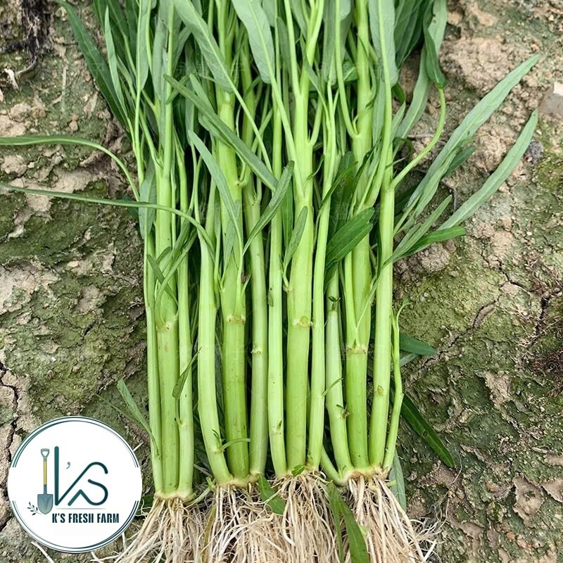 200+ pcs TRIPLE-STEM WATER SPINACH SEEDS, Ong Choy, Kangkong, RAU MUỐNG BA CHẠC
