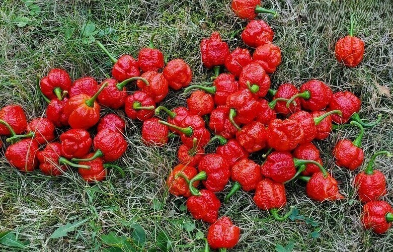 20 Super-Hot 7 Pot Brain Strain Red | NON-GMO | Pepper Seeds-B 02
